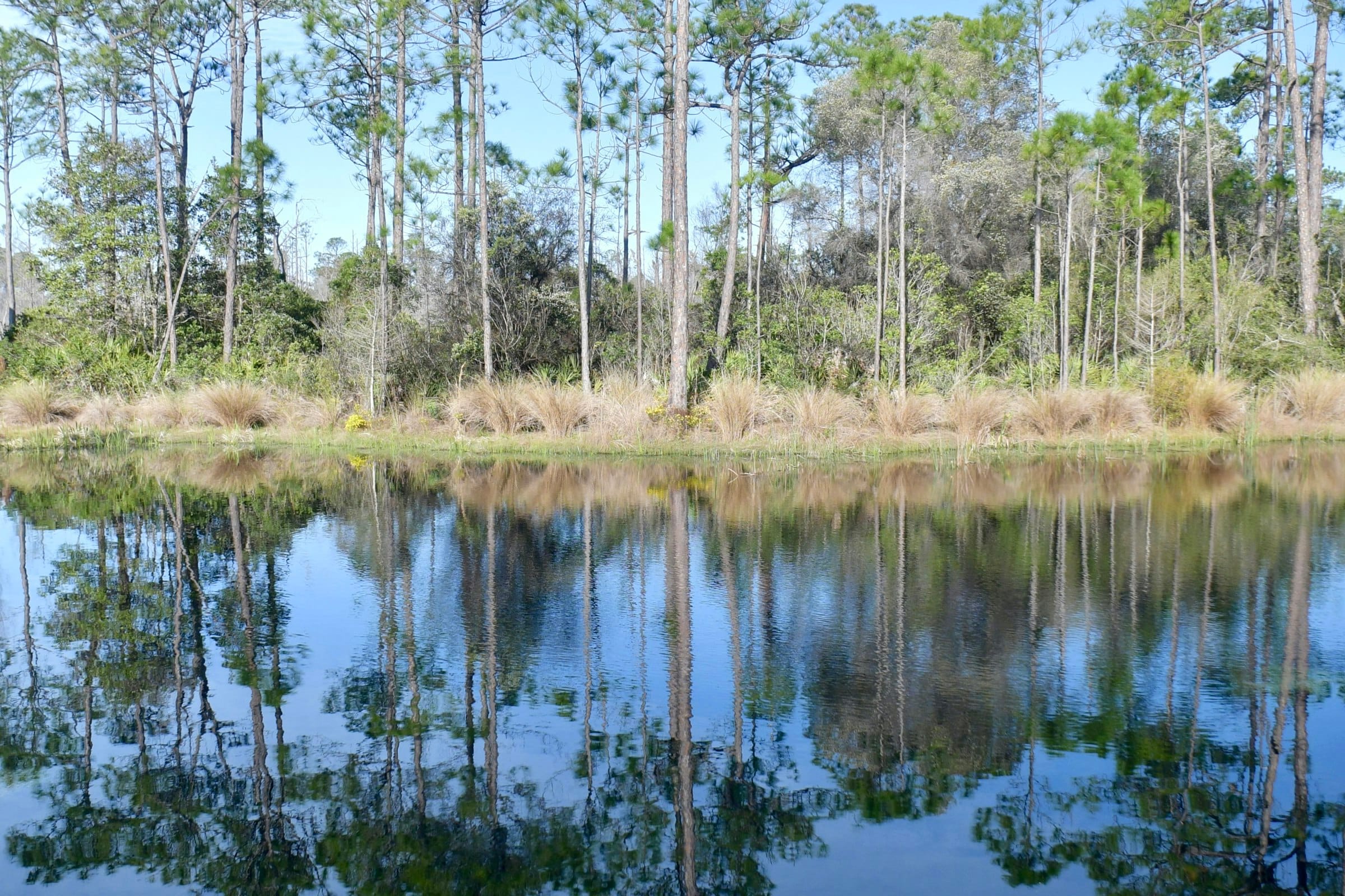 Pines and golden marsh grass reflected in a still dune lake