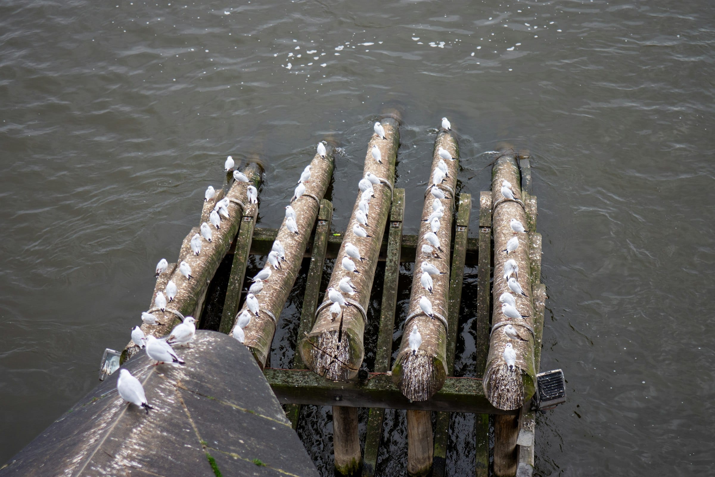 Gulls crowding a bundle of weathered logs in working water