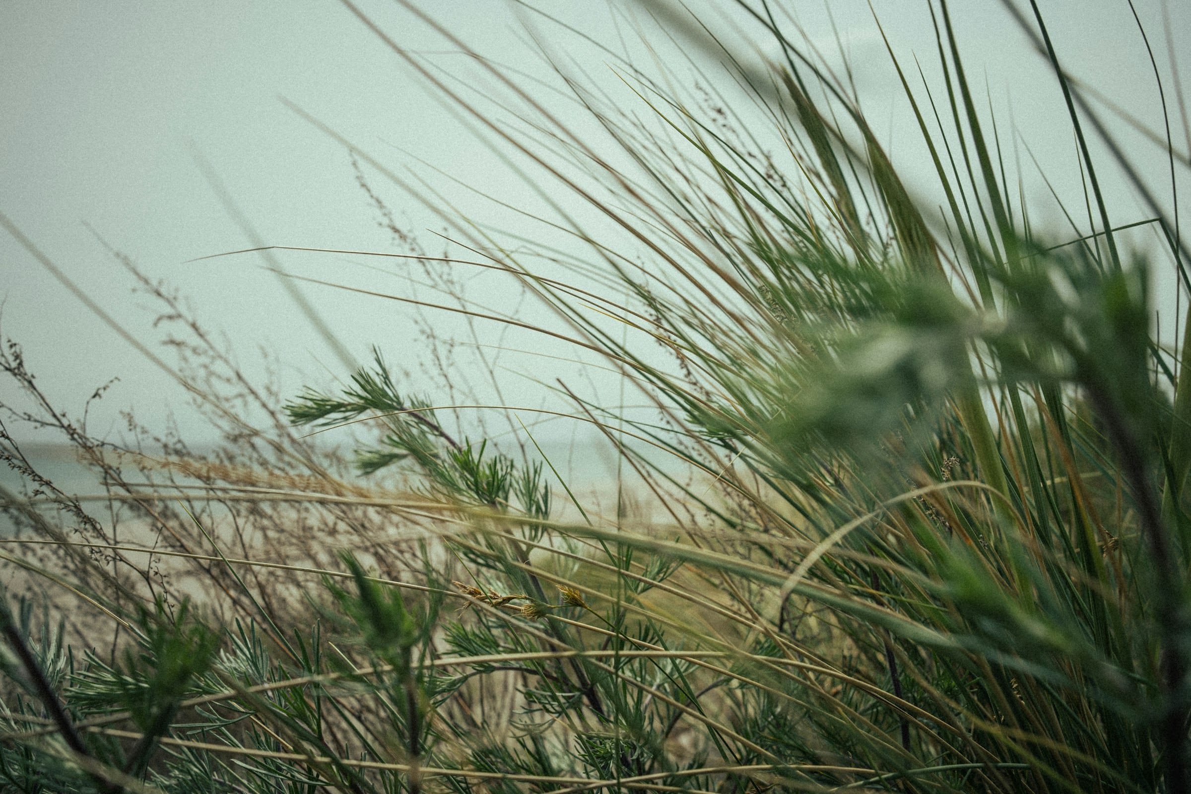 Dune grass leaning over pale sand at the top of the beach