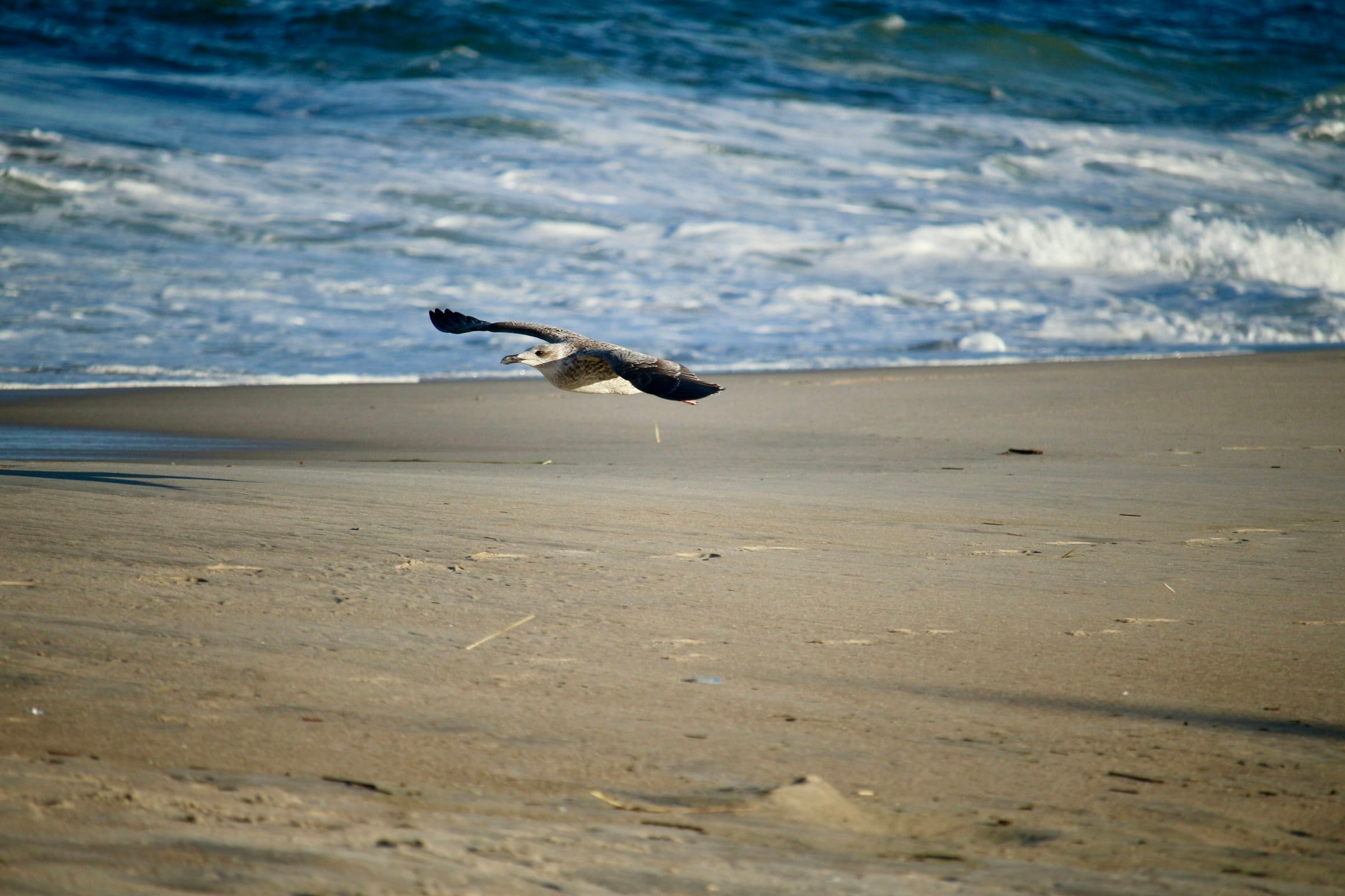 A gull gliding low over an empty beach at the surf line