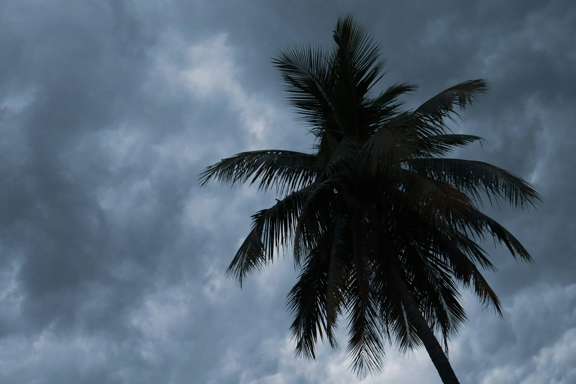 Palm fronds silhouetted against a gray pre-storm sky