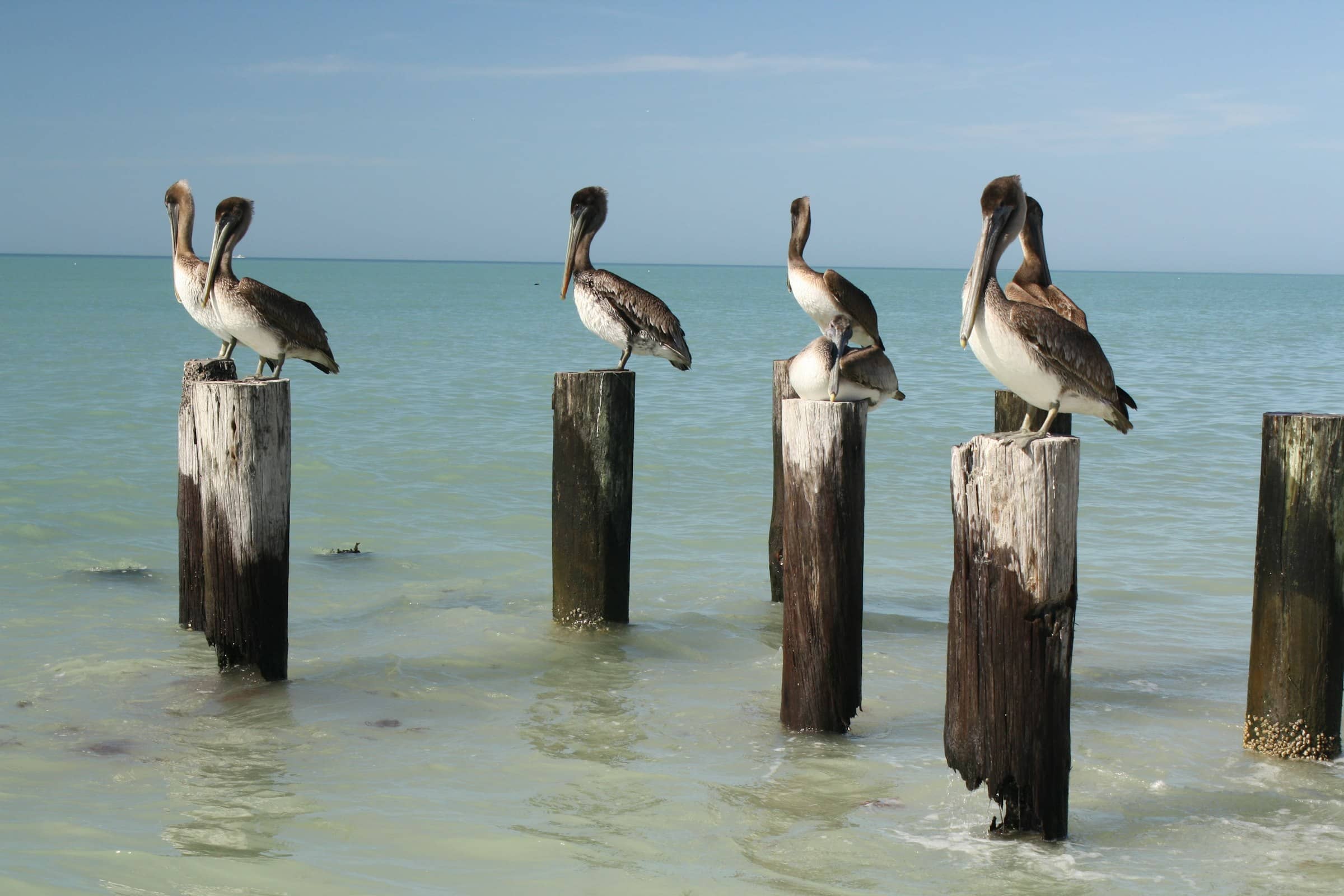 Brown pelicans perched on old pilings in pale green gulf water