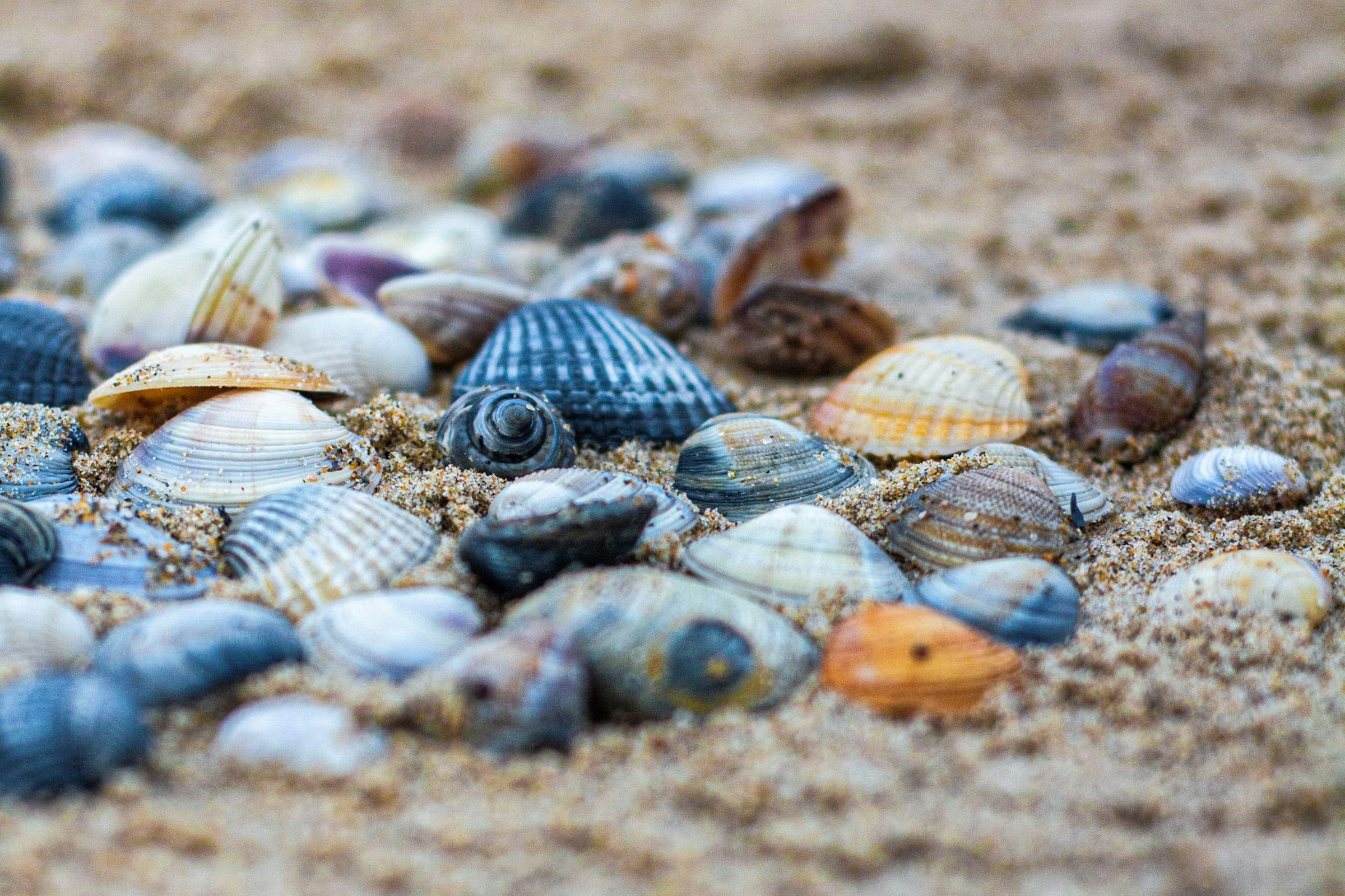 Seashells scattered across wet sand, close up